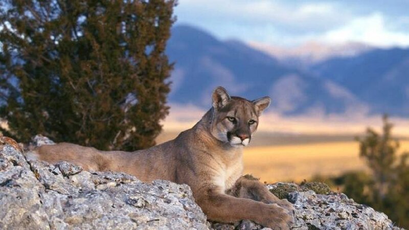 Cougar on a Rock — Brown, Calm, Sunset