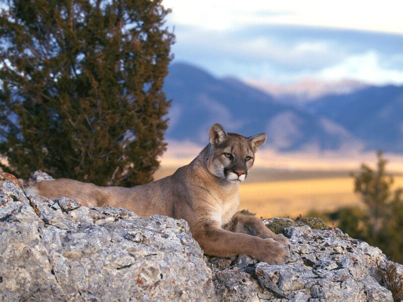 Cougar on a Rock — Brown, Calm