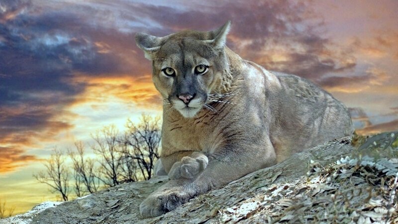 Cougar on a Rock — Brown, Dramatic