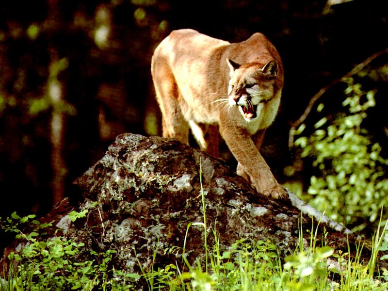 Cougar on a Rock — Brown, Intense