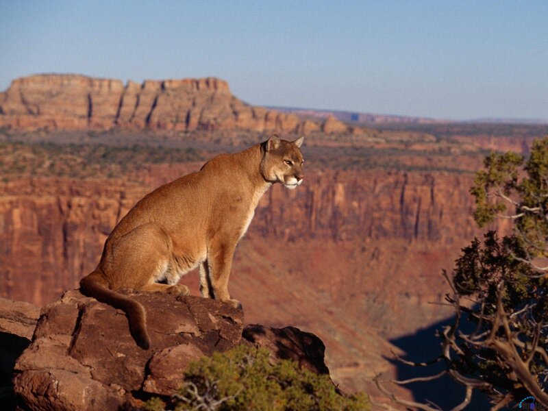 Cougar on a Rock — Brown, Serene, Afternoon