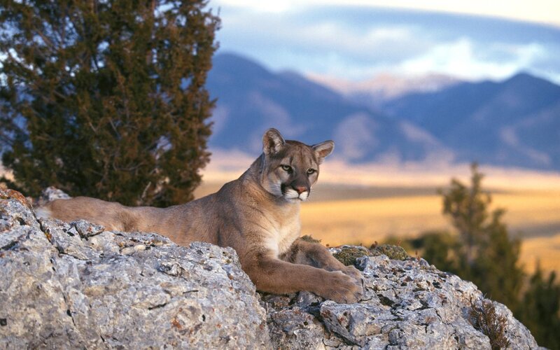 Cougar on a Rock — Brown, Serene, Sunset, Photograph