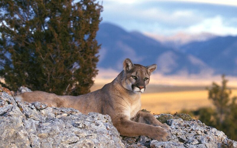 Cougar on a Rock — Brown, Serene, Sunset, Photograph, Tree, Mountains
