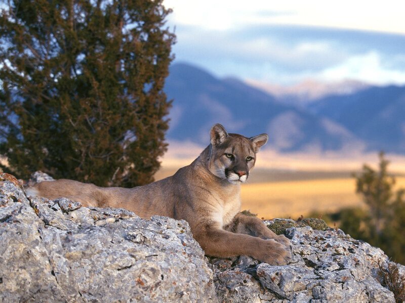 Cougar on a Rock — Brown, Serene, Sunset, Photograph, Tree