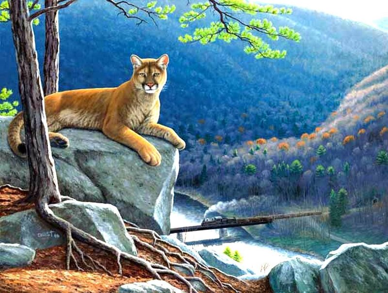 Cougar on a Rock — Brown, Serene