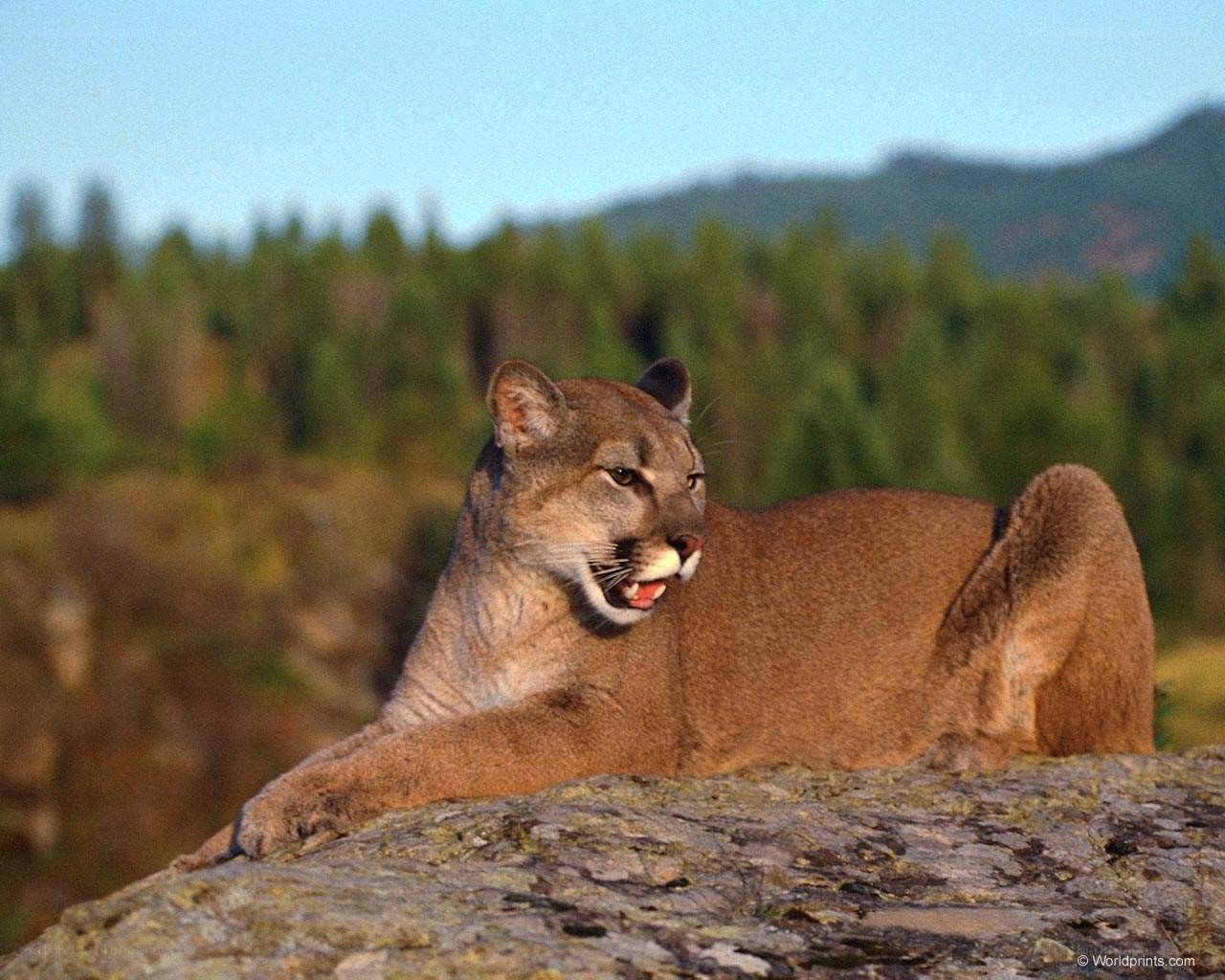 Cougar on a rock in forest