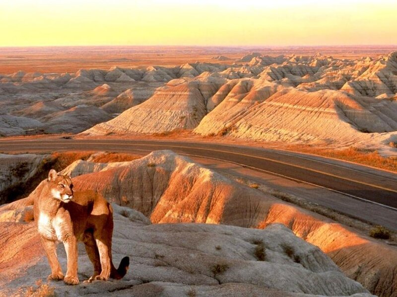 Cougar on a Rock — Orange