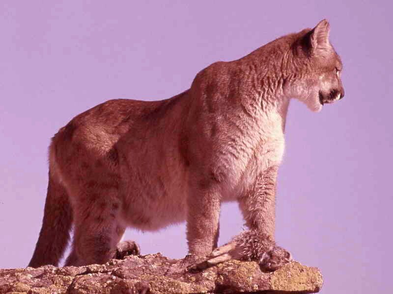 Cougar on a Rock — Purple, Alert