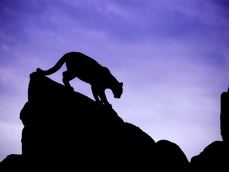 Cougar on a Rock — Purple
