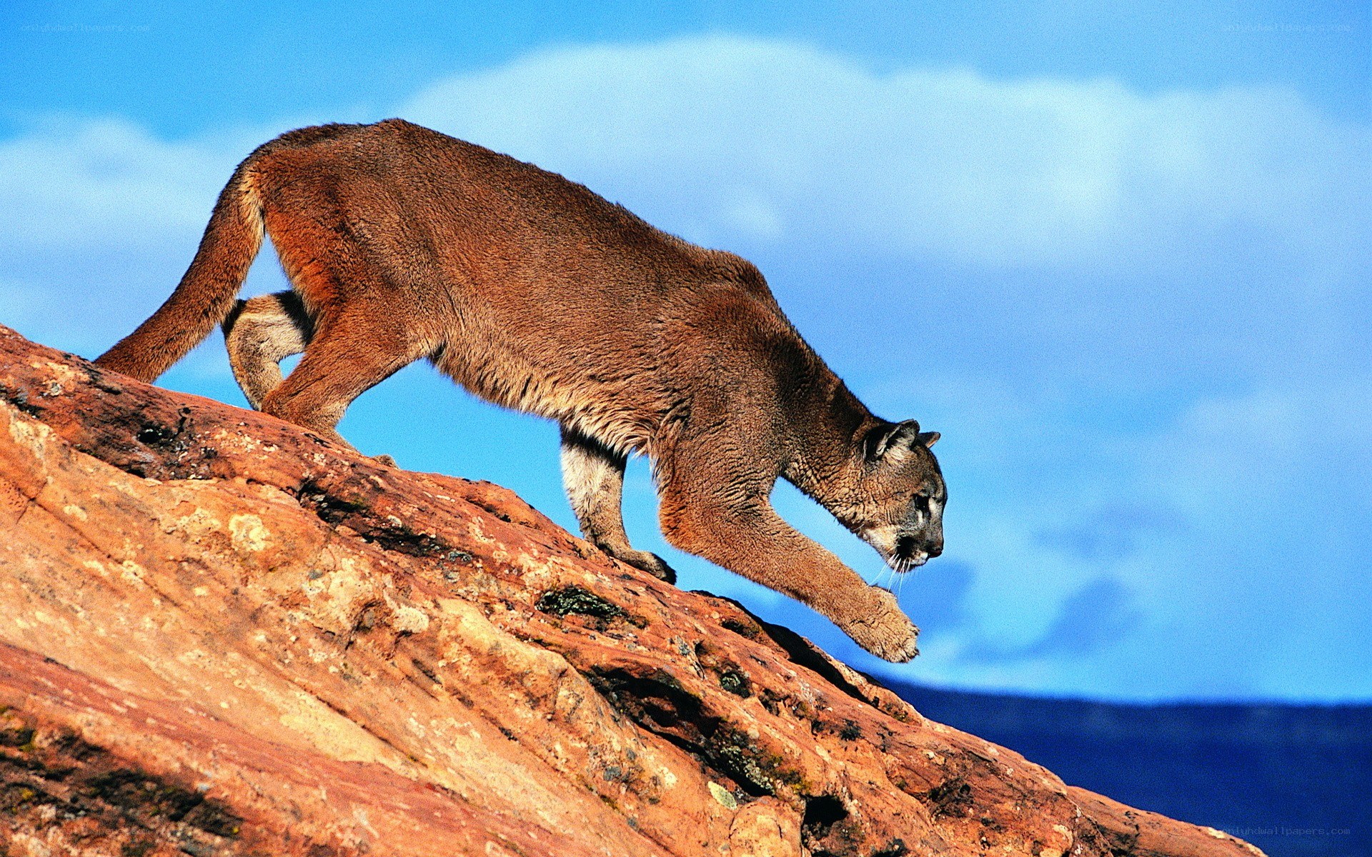 Cougar on a rocky cliff