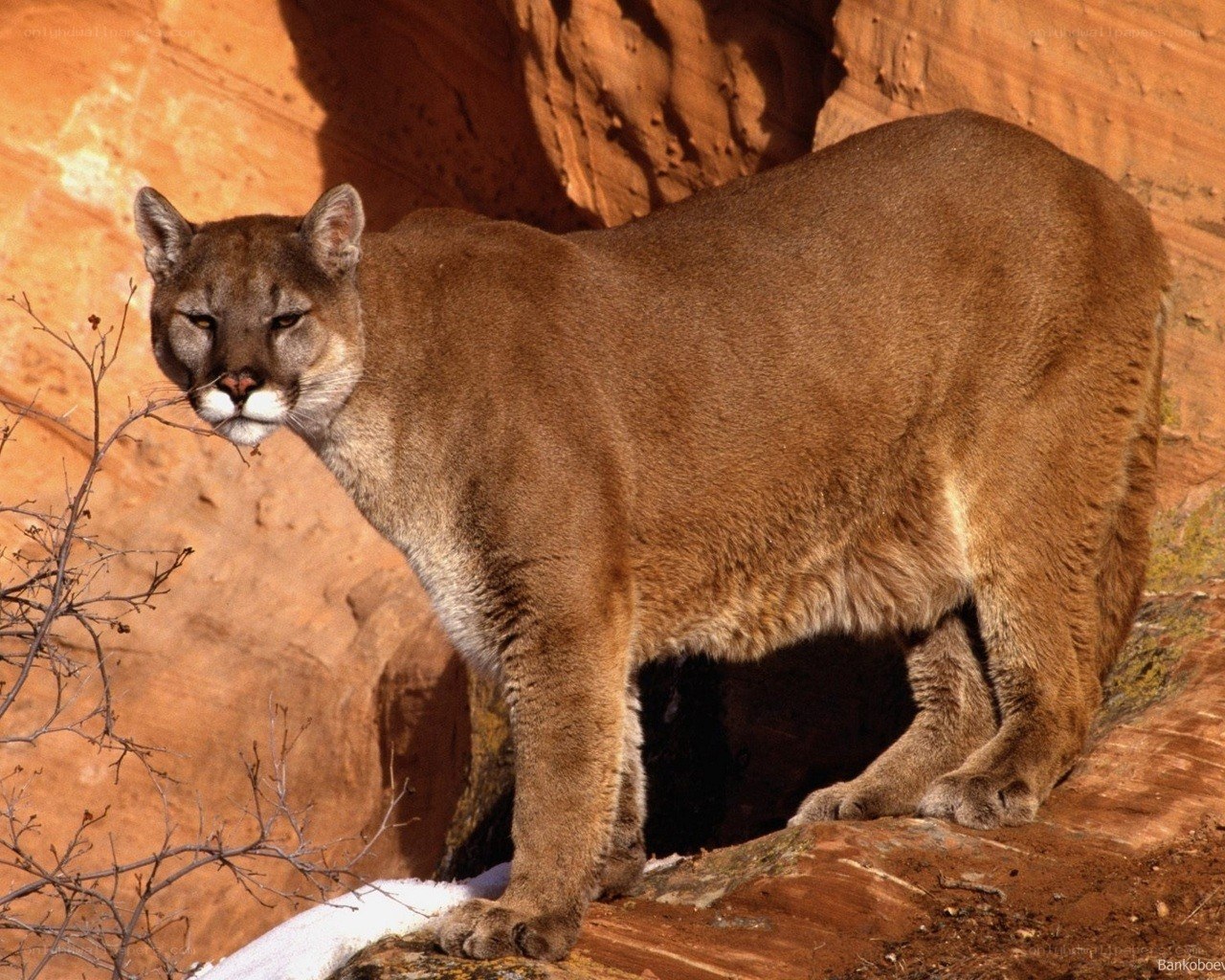 Cougar on a rocky cliff