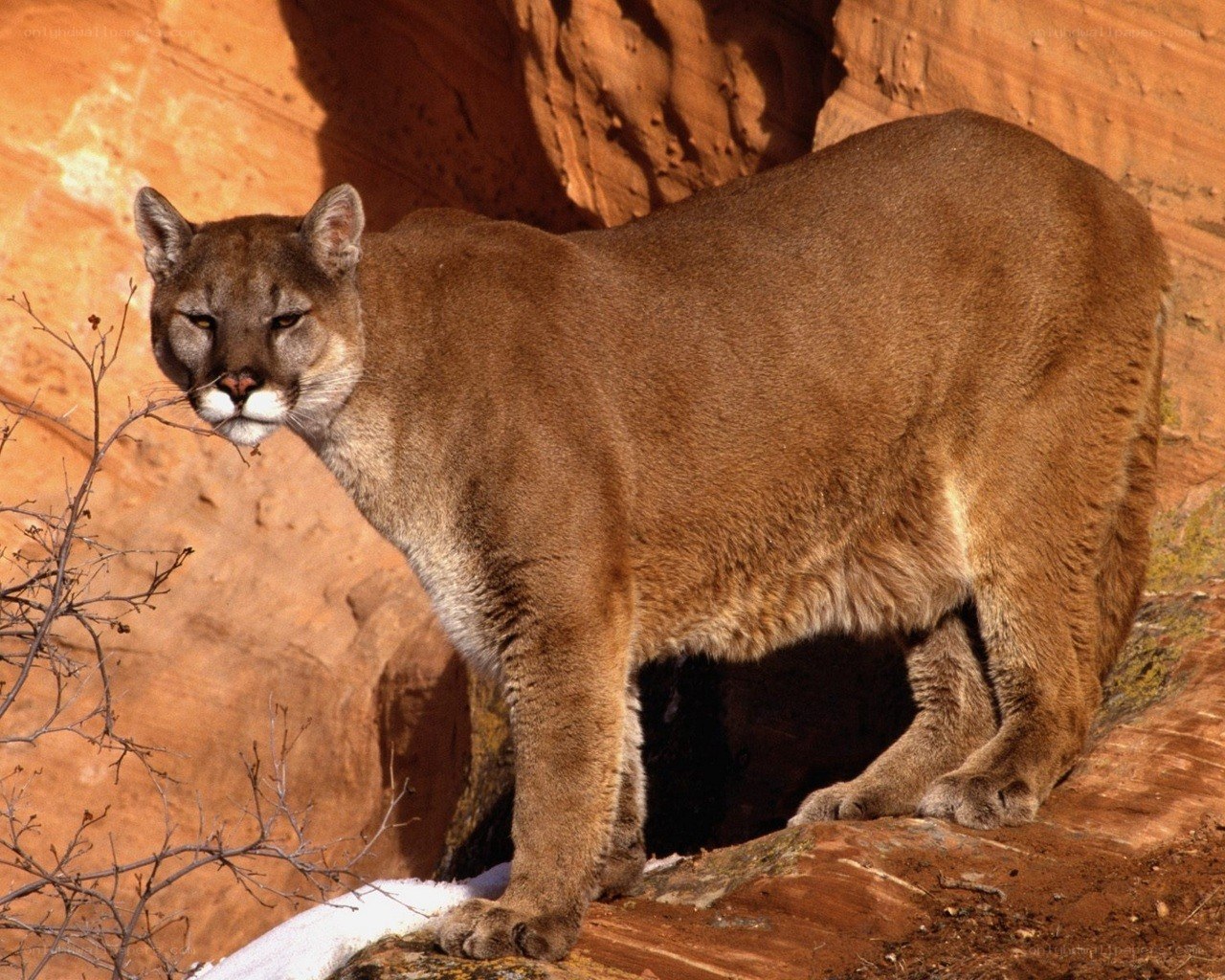 Cougar on a rocky cliff