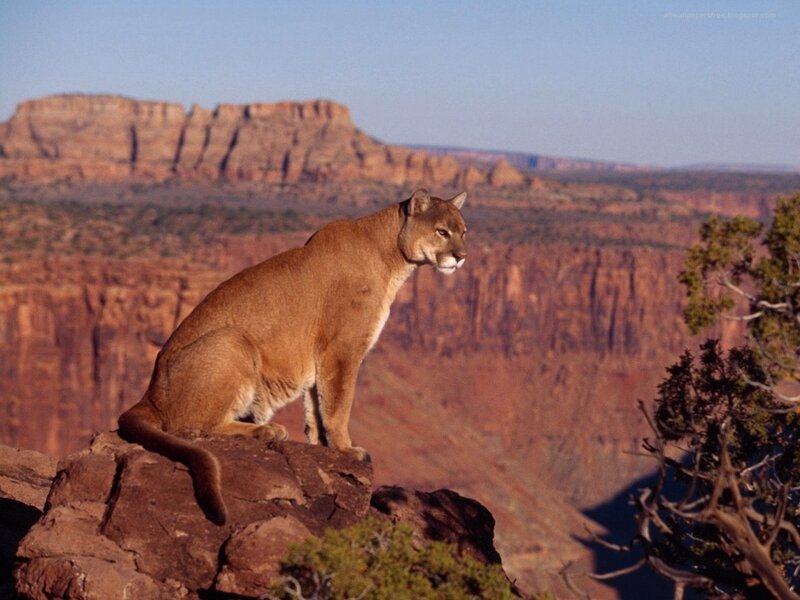 Cougar on a rocky cliff