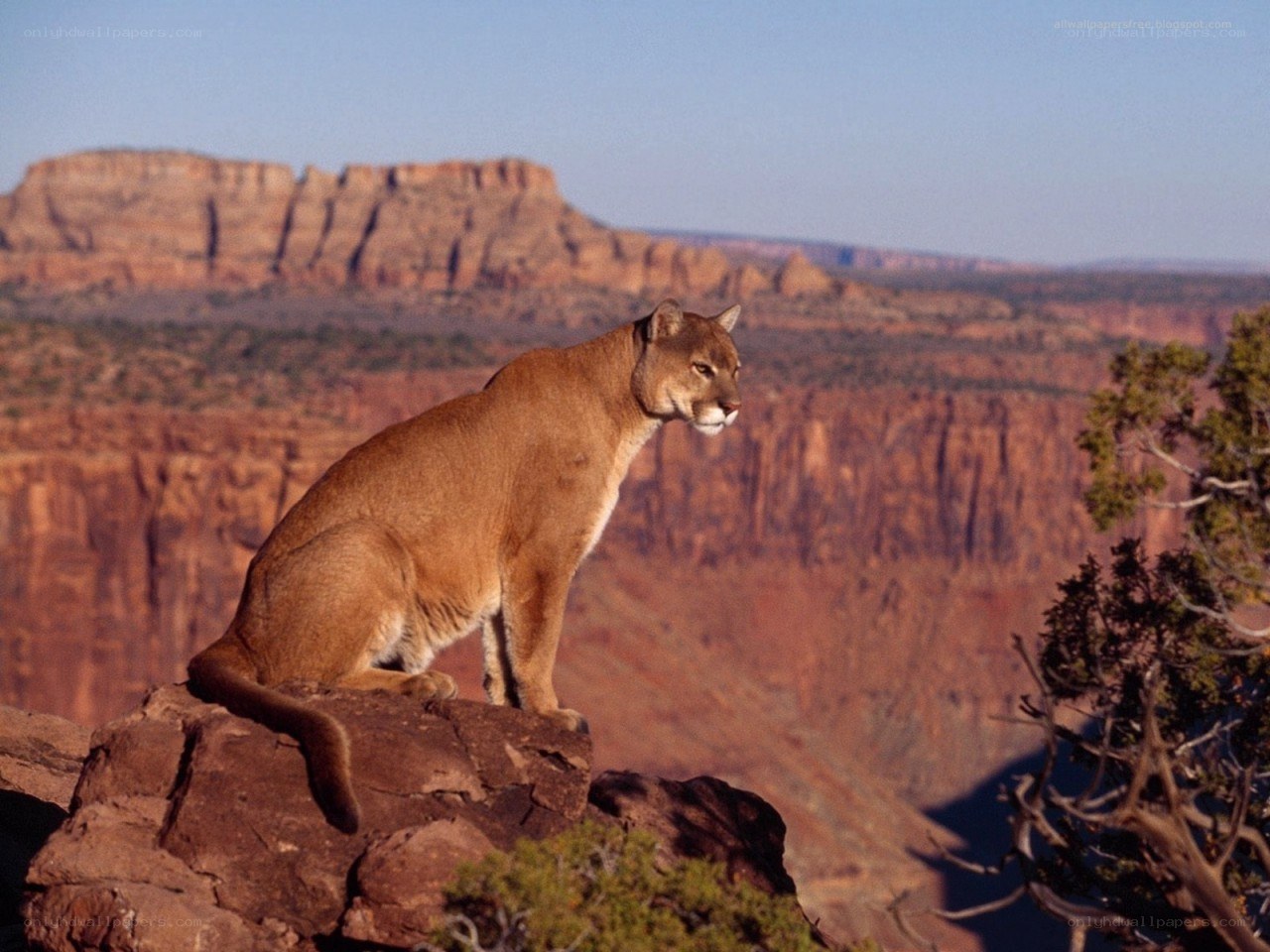 Cougar on a rocky cliff