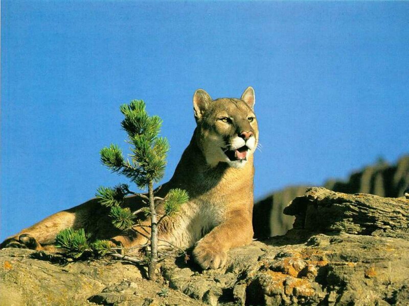 Cougar on a rocky outcrop
