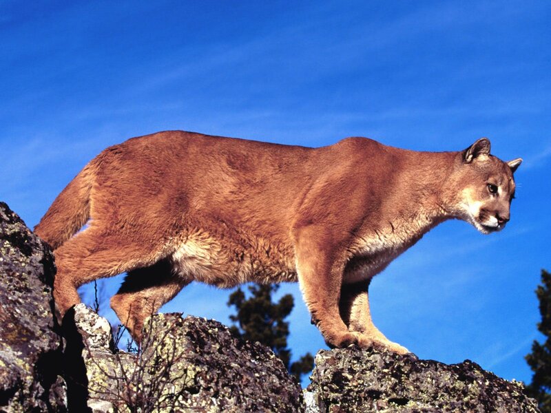 Cougar on a rocky outcrop