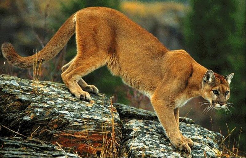 Cougar on a rocky outcrop