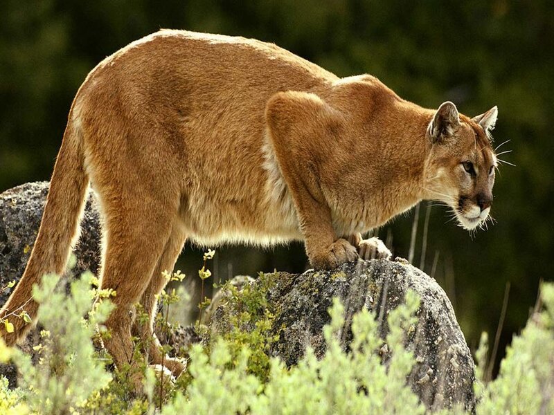 Cougar on a rocky outcrop