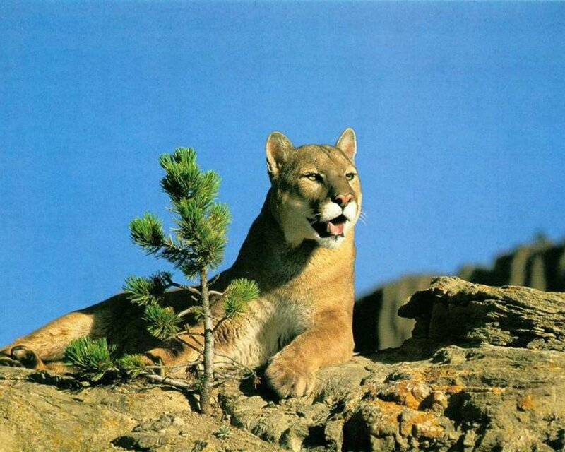 Cougar on a rocky outcrop