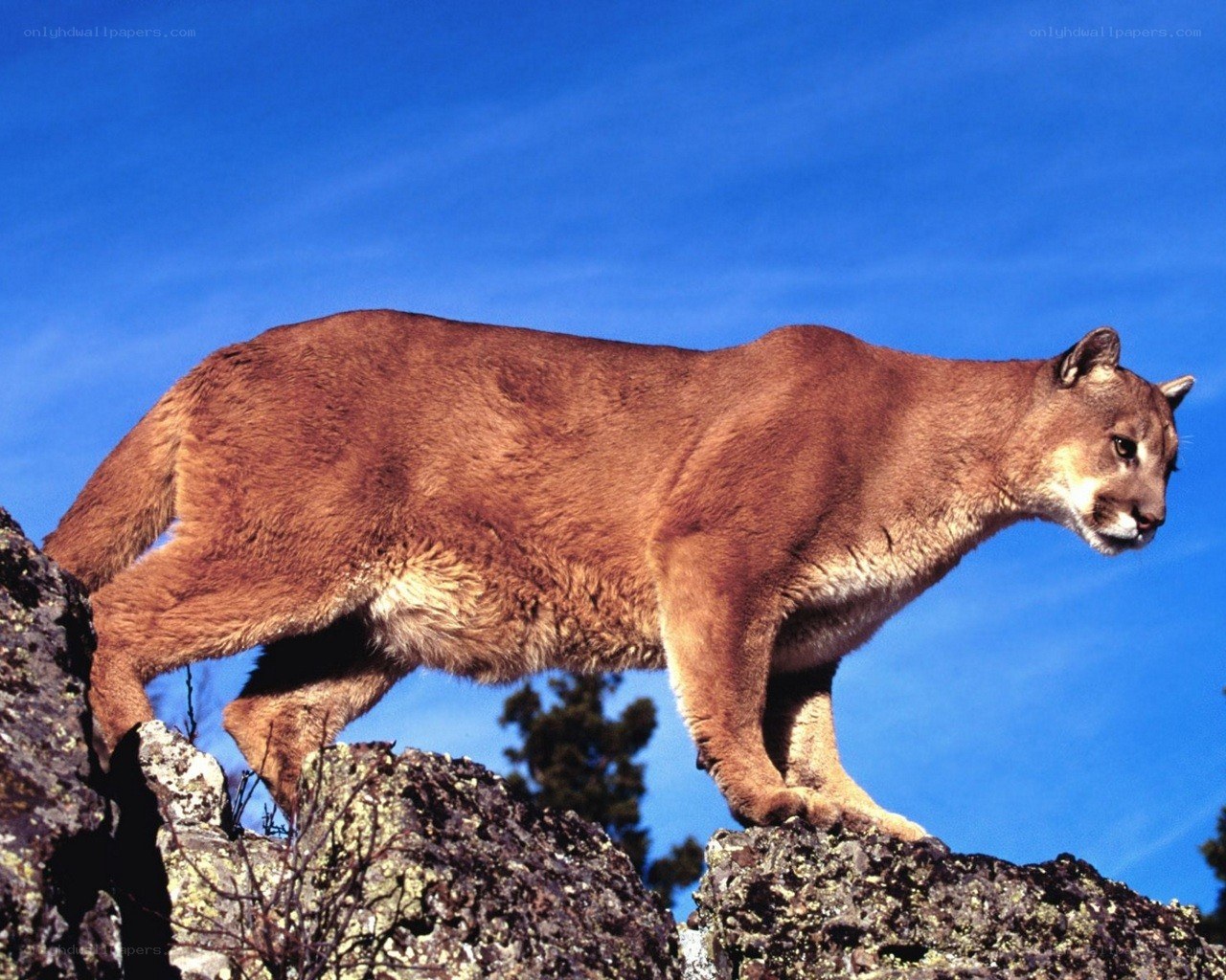 Cougar on a rocky outcrop