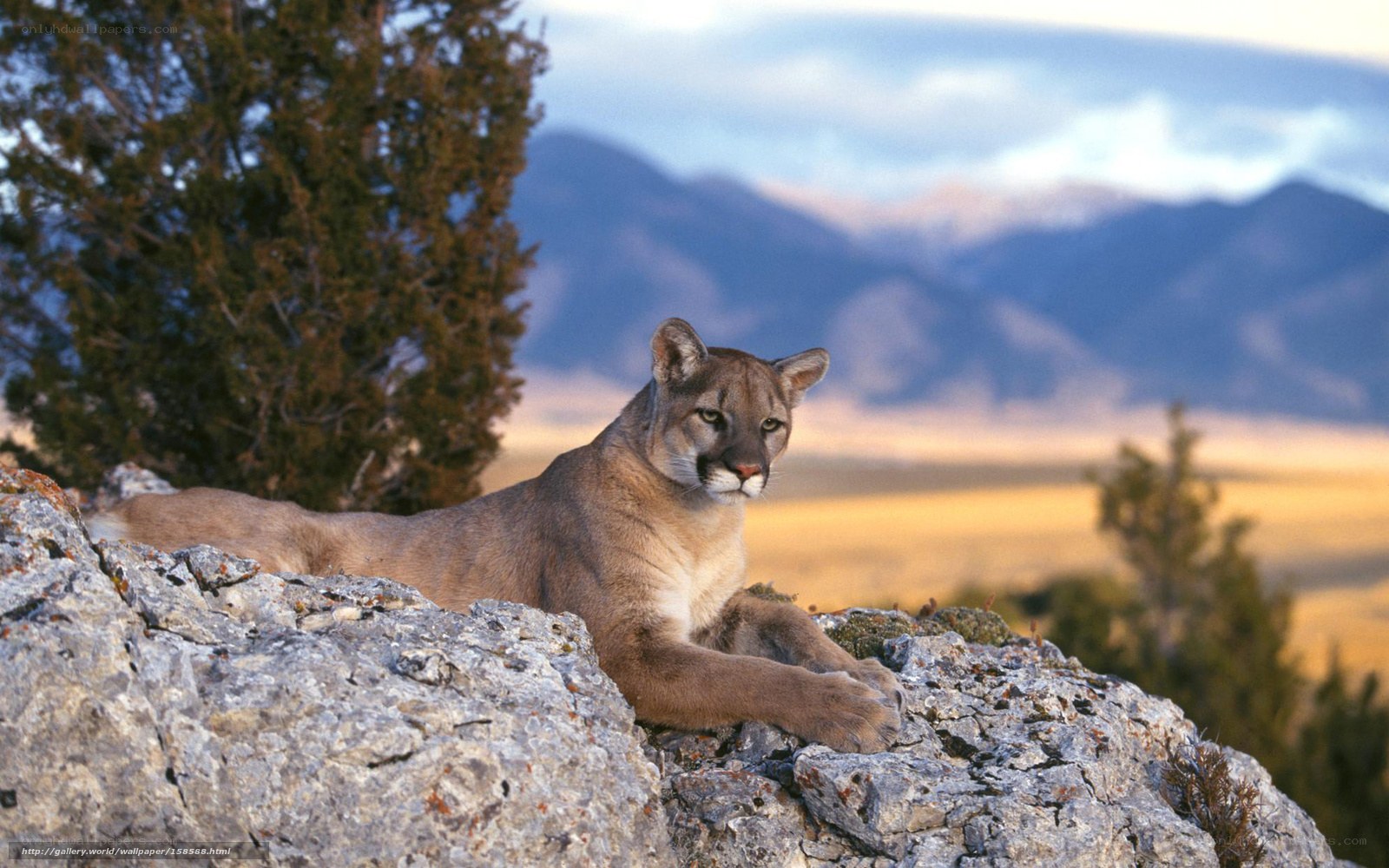 Cougar on a rocky outcrop