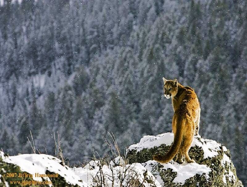 Cougar on a snowy cliff