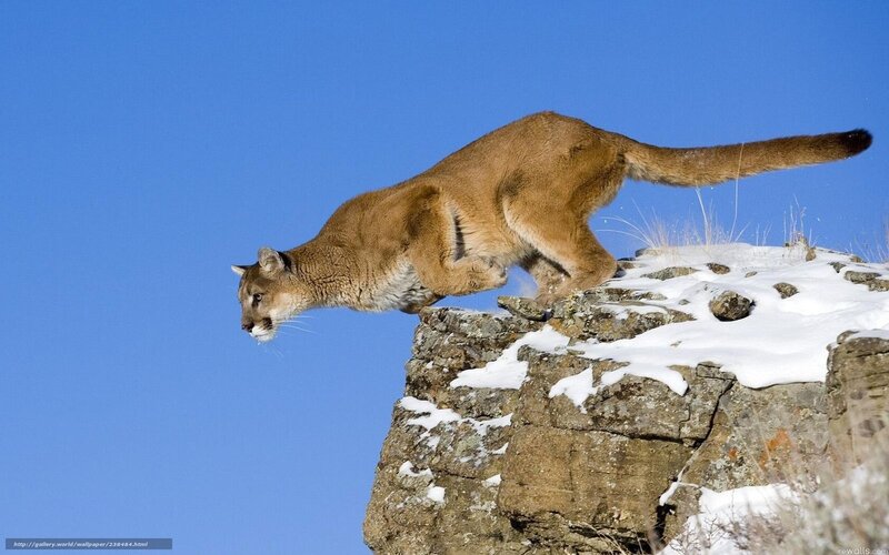 Cougar on a snowy cliff