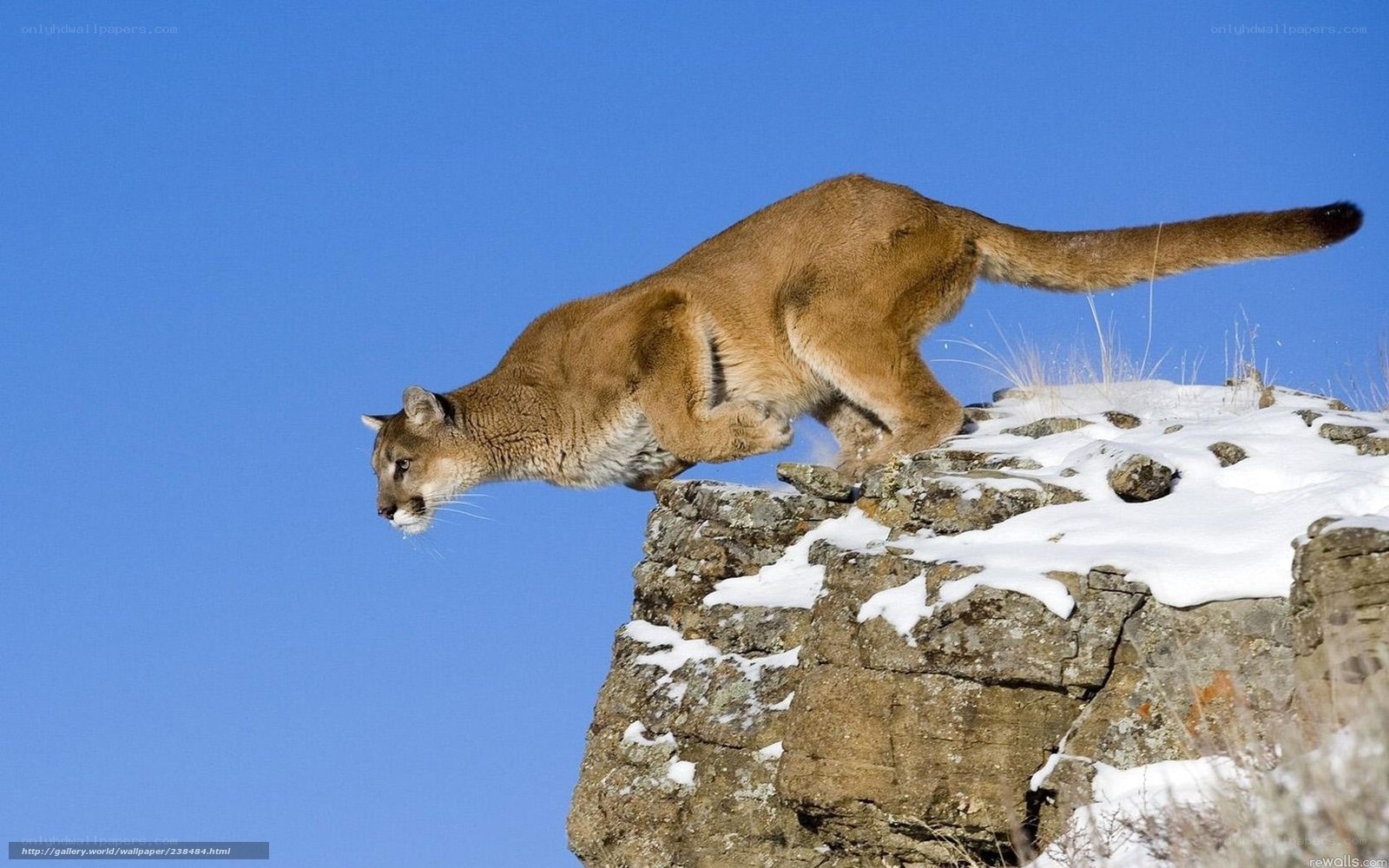 Cougar on a snowy cliff