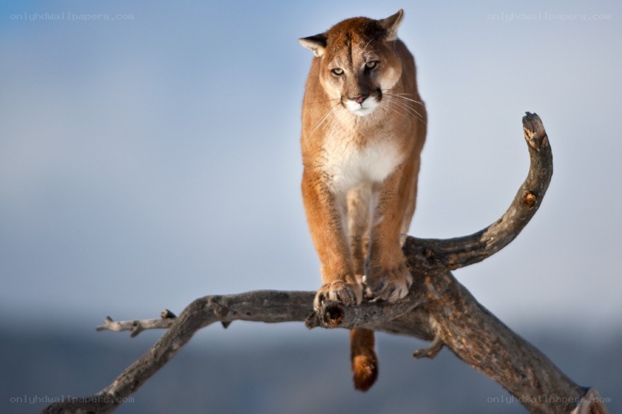 Cougar on a tree branch
