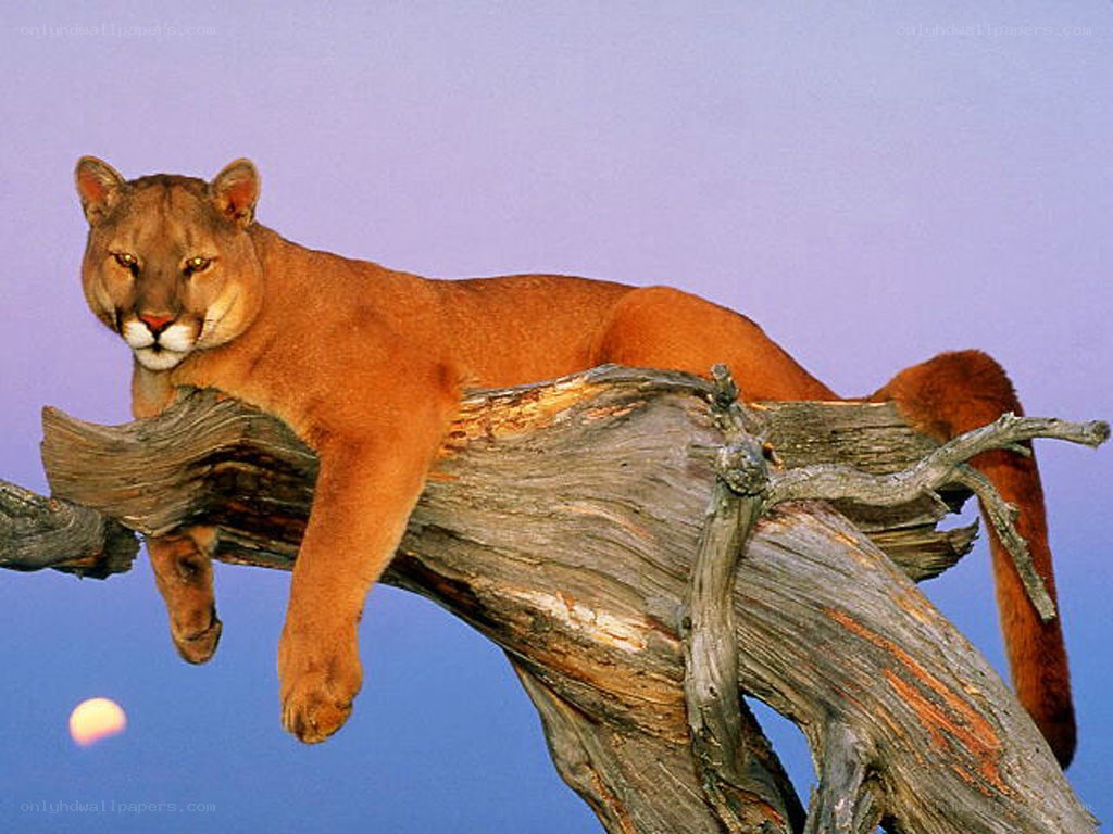 Cougar on a tree branch