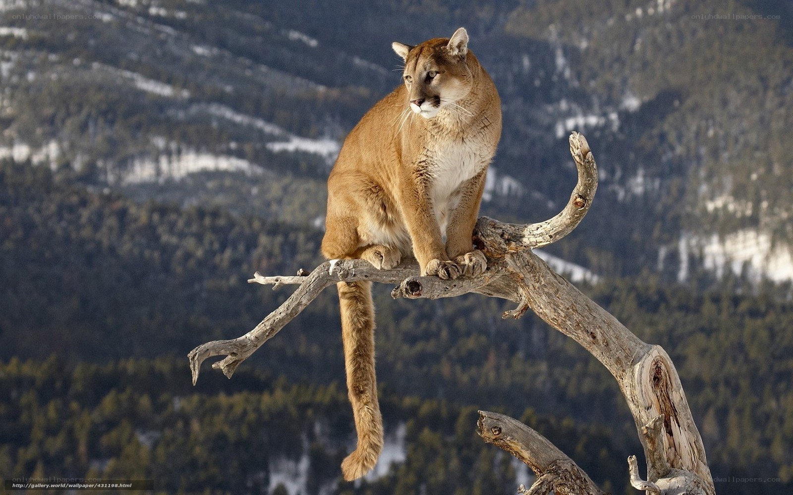 Cougar on a tree branch