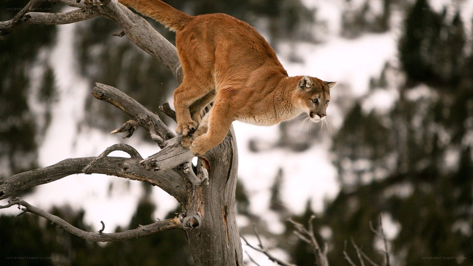 Cougar on a tree branch