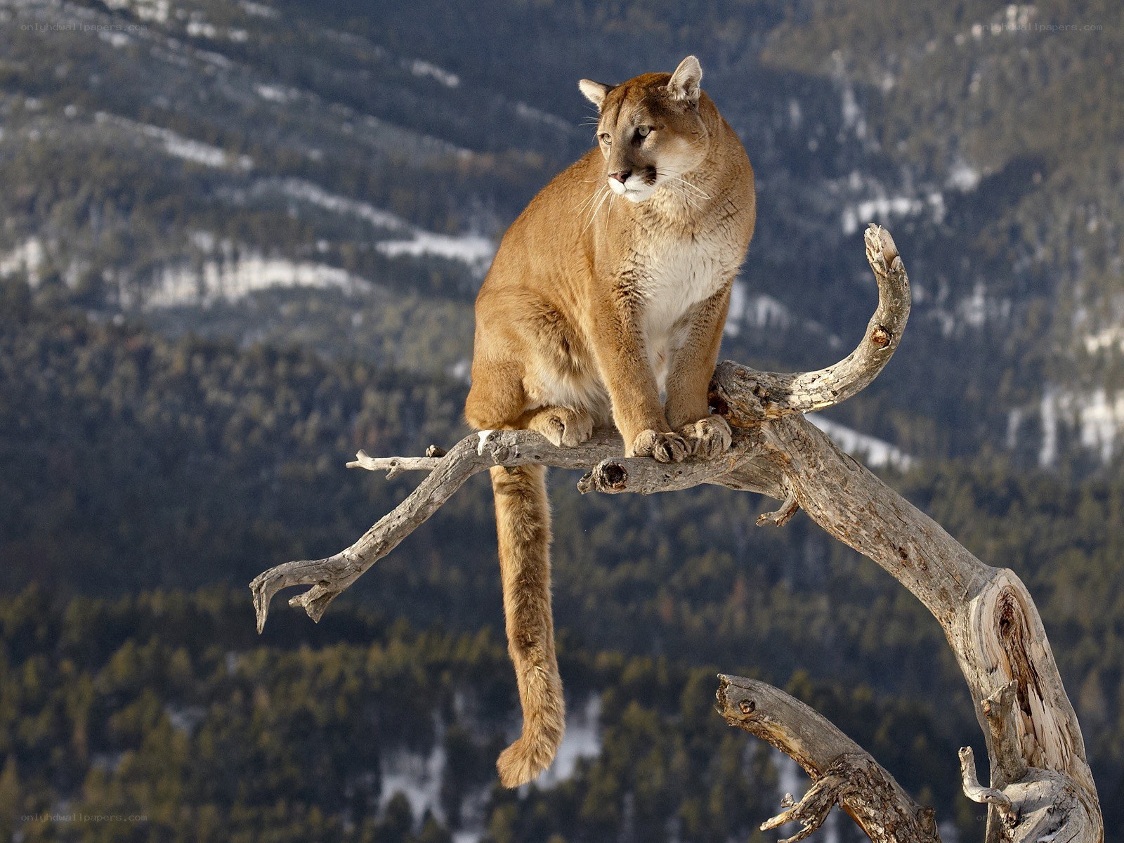 Cougar on a tree branch