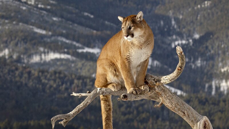 Cougar on a Tree Branch — Brown