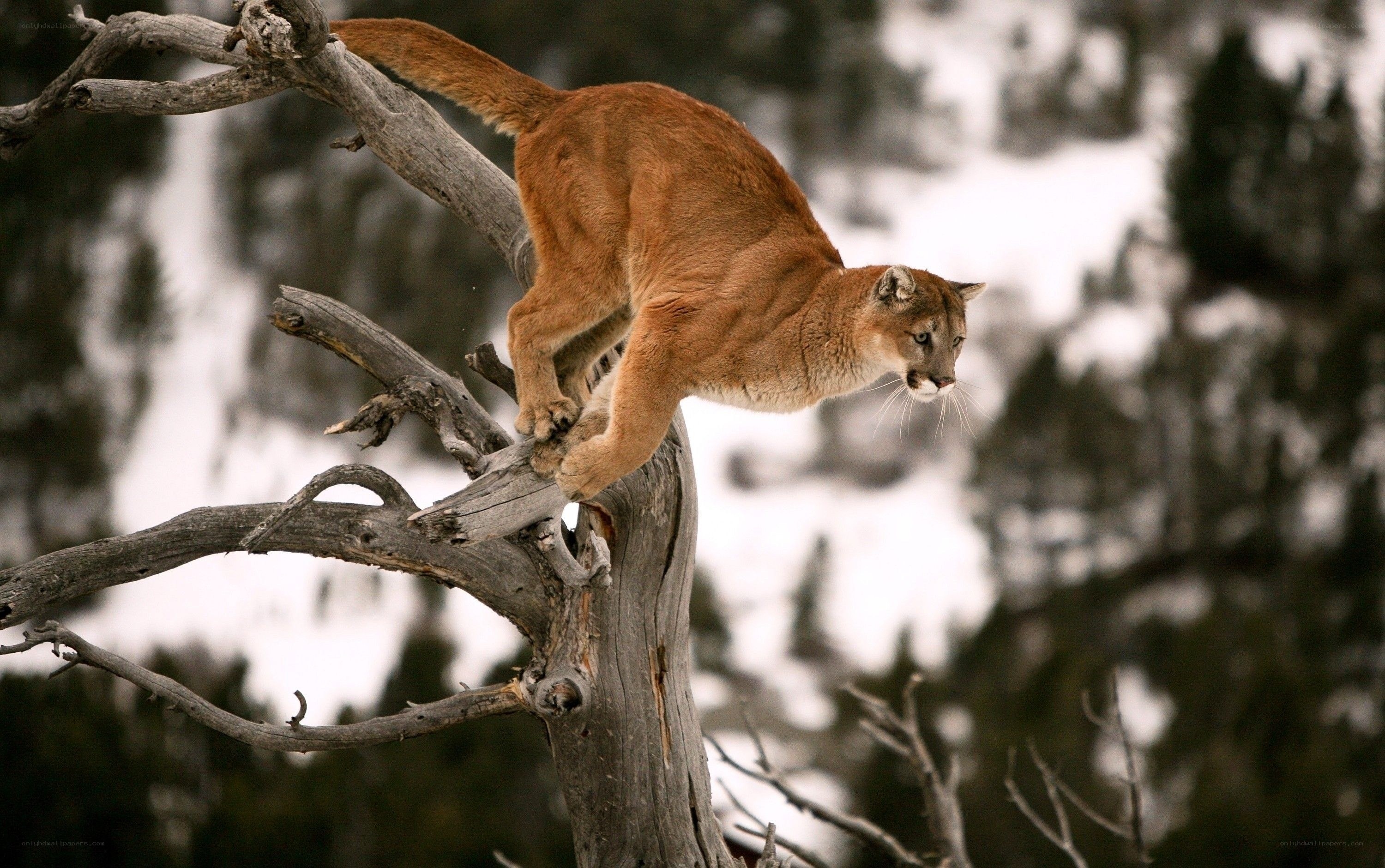 Cougar on a tree branch