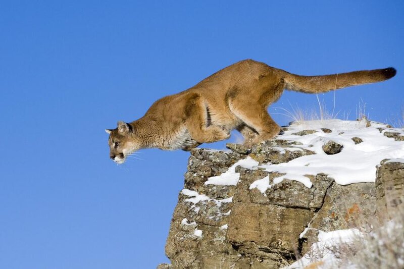 Cougar on Cliff Edge