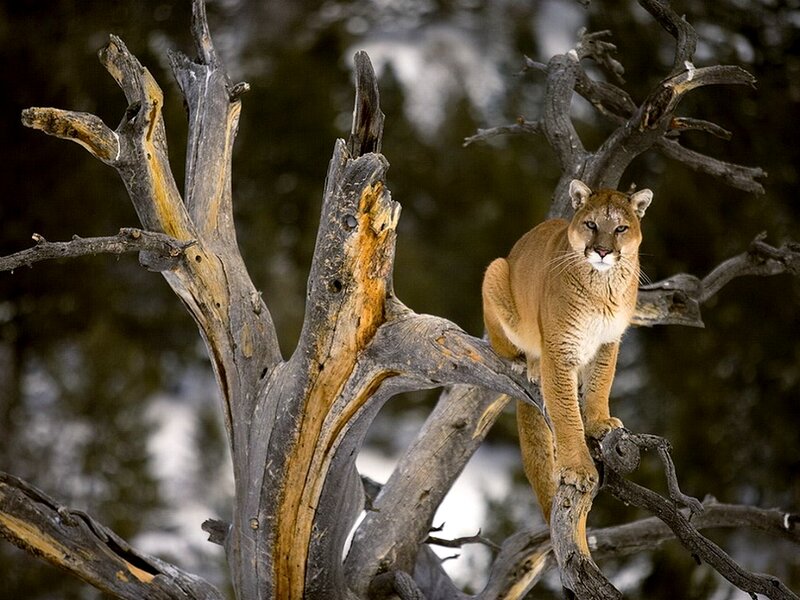 Cougar on Dead Tree — Brown