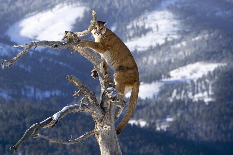 Cougar on Dead Tree