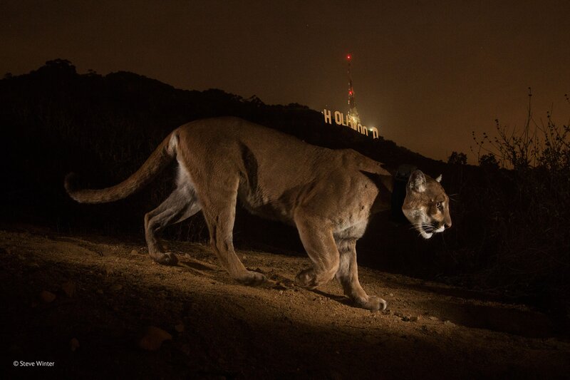 Cougar on Dirt Path