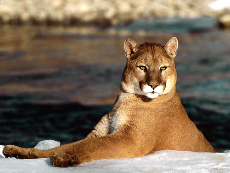Cougar on Ice — Brown