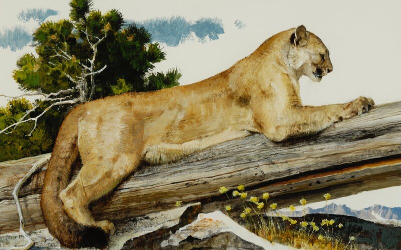 Cougar on Log