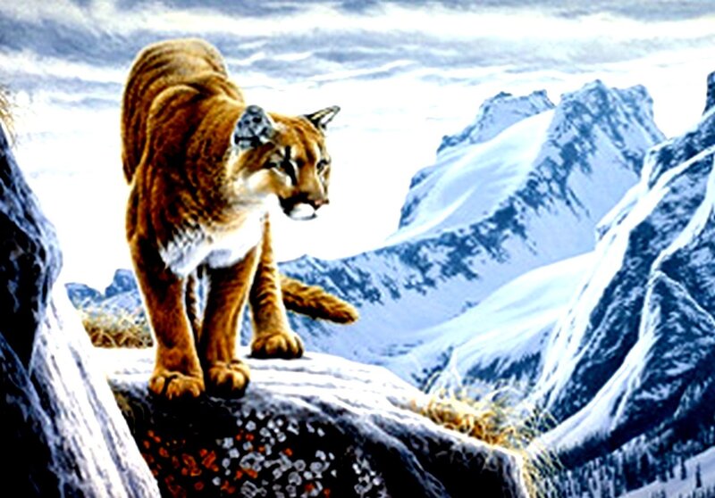 Cougar on Mountain