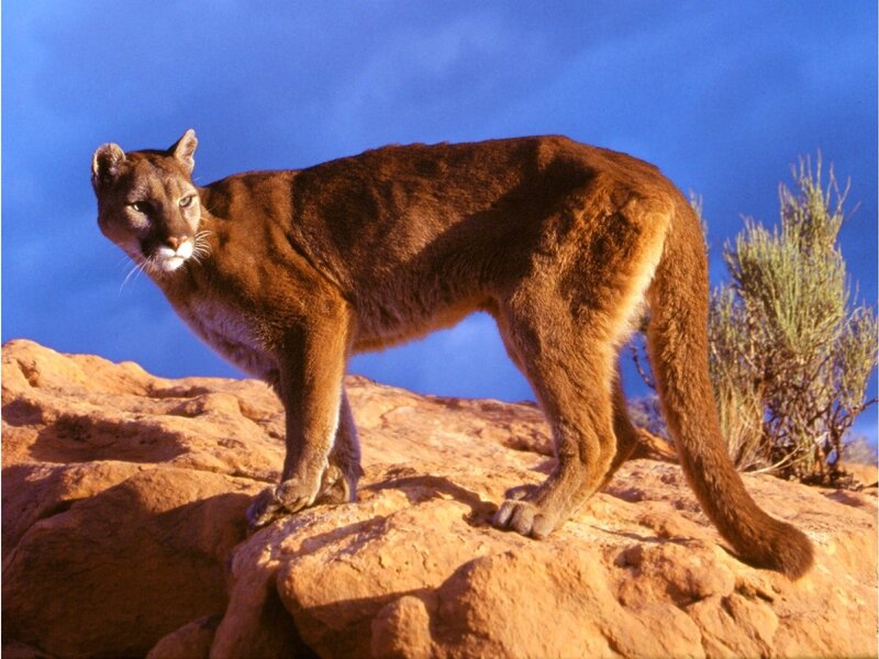 Cougar on Rock — Blue