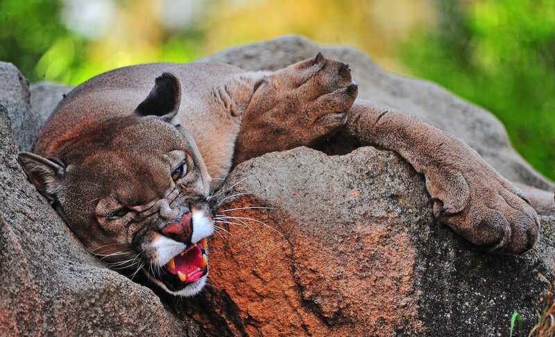 Cougar on Rock — Brown