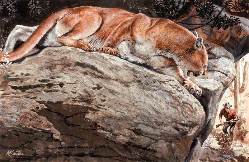 Cougar on Rock