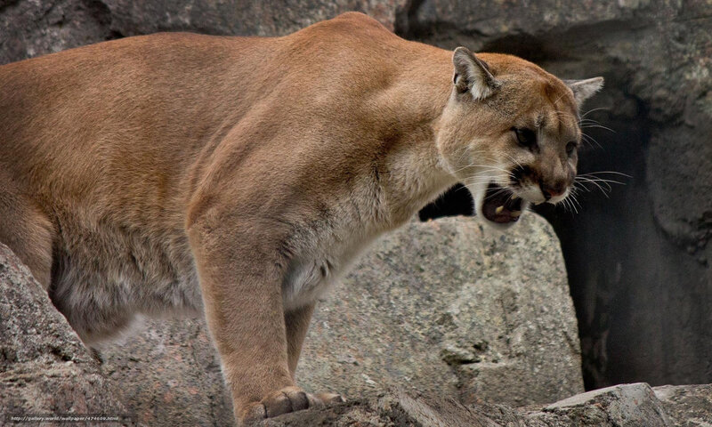 Cougar on Rocks — Brown, Alert