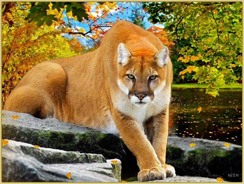 Cougar on Rocks — Brown, Calm