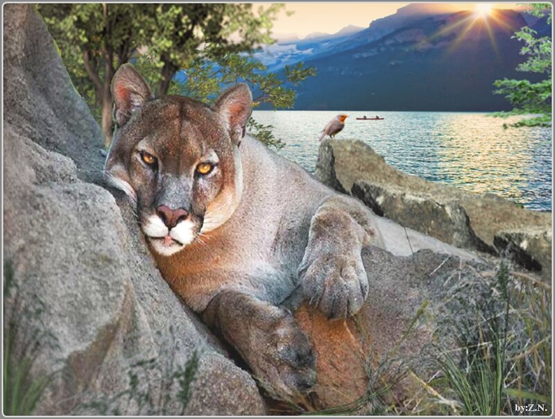 Cougar on Rocks — Brown, Serene