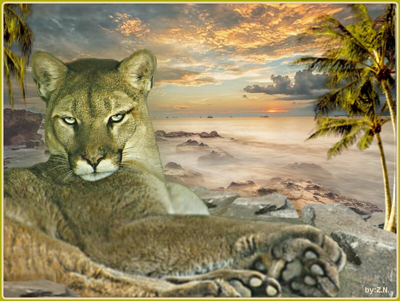 Cougar on Rocks — Brown