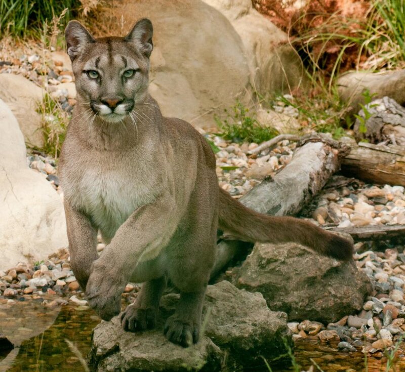 Cougar on Rocks